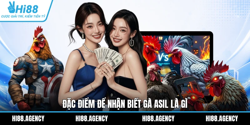 Đặc điểm để nhận biết gà Asil là gì