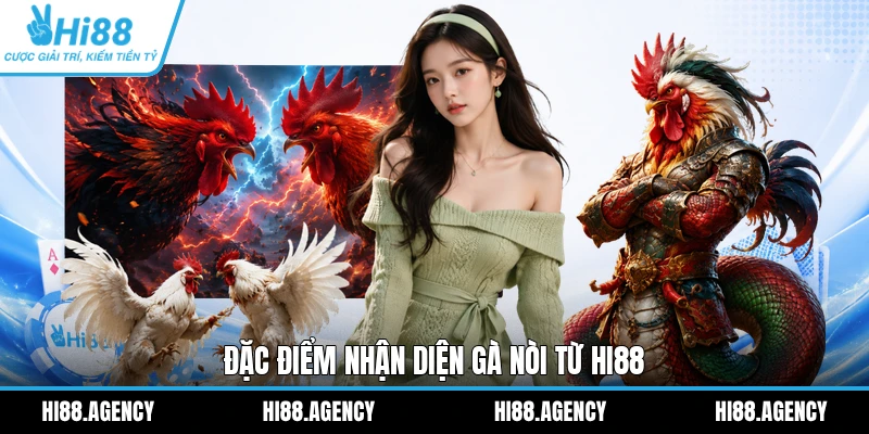 Đặc điểm nhận diện gà nòi từ HI88