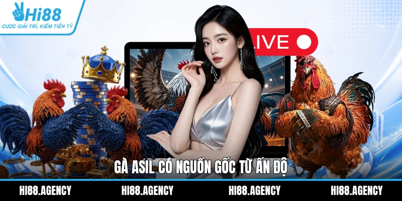 Gà Asil có nguồn gốc từ Ấn Độ