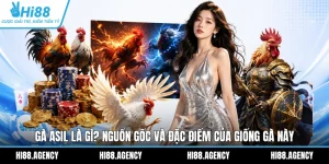 Gà Asil Là Gì? Nguồn Gốc Và Đặc Điểm Của Giống Gà Này