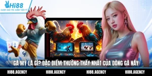 Gà Mỹ Là Gì? Đặc Điểm Thường Thấy Nhất Của Dòng Gà Này