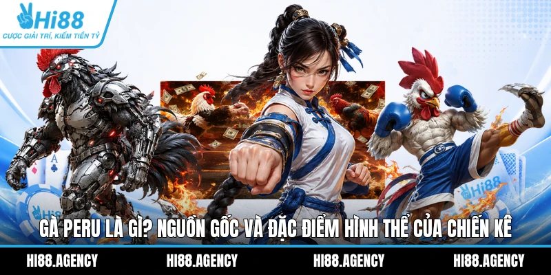 Gà Peru Là Gì? Nguồn Gốc Và Đặc Điểm Hình Thể Của Chiến Kê