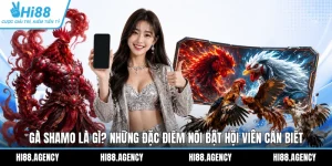Gà Shamo Là Gì? Những Đặc Điểm Nổi Bật Hội Viên Cần Biết