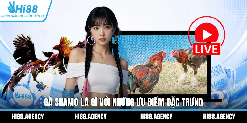 Gà Shamo là gì với những ưu điểm đặc trưng