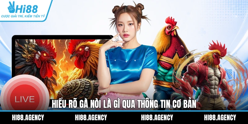 Hiểu rõ gà nòi là gì qua thông tin cơ bản