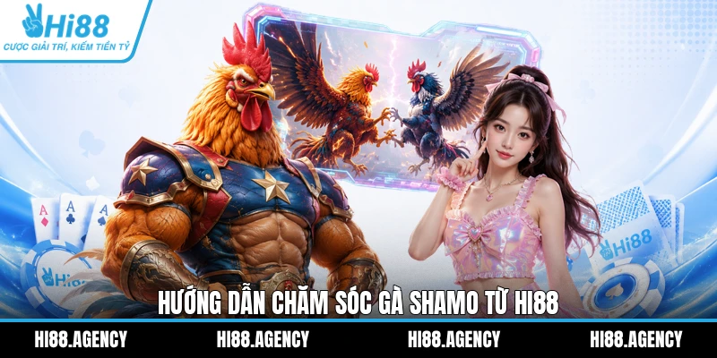 Hướng dẫn chăm sóc gà Shamo từ HI88