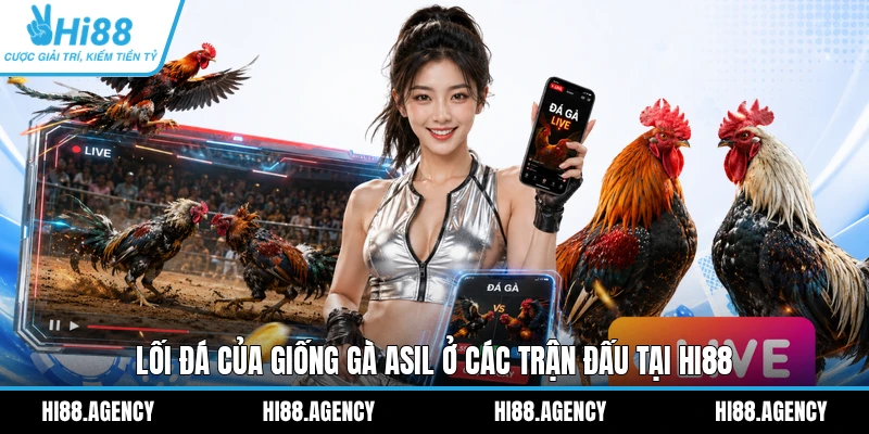 Lối đá của giống gà Asil ở các trận đấu tại HI88