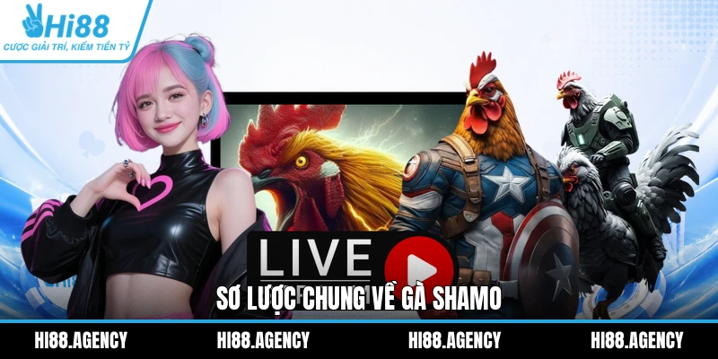 Sơ lược chung về gà Shamo