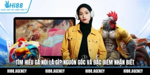 Tìm Hiểu Gà Nòi Là Gì? Nguồn Gốc Và Đặc Điểm Nhận Biết
